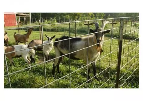 Dairy Billy Goats for Sale
